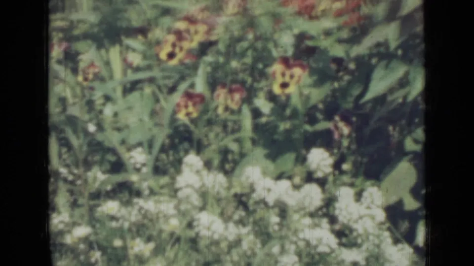 Closer 1967 8mm garden frame from Saint Petersburg showing white flowers, red and yellow blossoms, and broad green leaves.