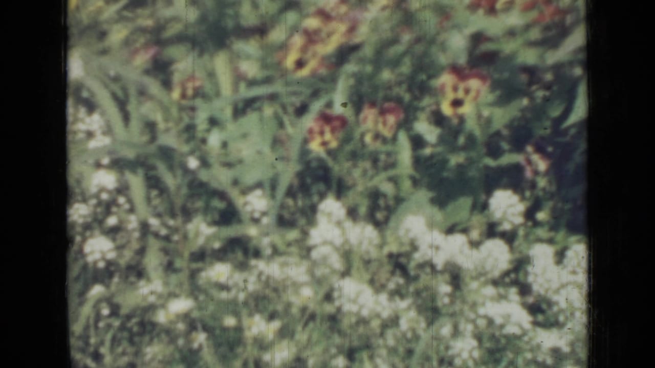 Soft-focus garden with white blossoms, red and yellow flowers, and tall green foliage.