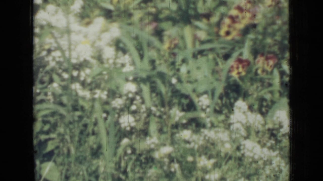 Dense flower bed with white blossoms, red flowers, and green leaves in soft focus.