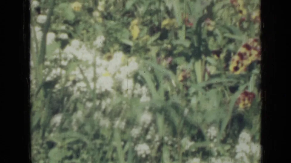 1967 Saint Petersburg 8mm still showing a garden patch with white blossoms, yellow flowers, and layered green foliage.