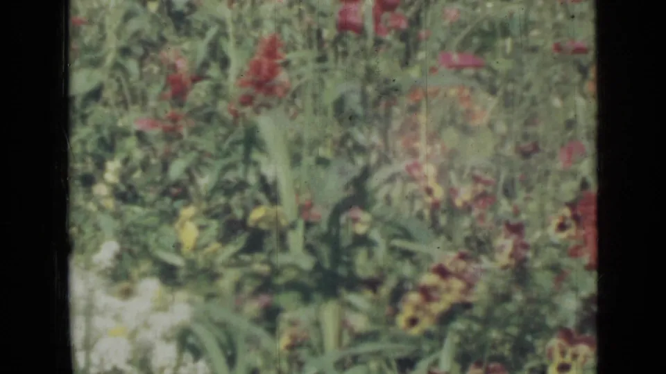 1967 Saint Petersburg garden frame with red, yellow, and white flowers scattered through dense green growth.