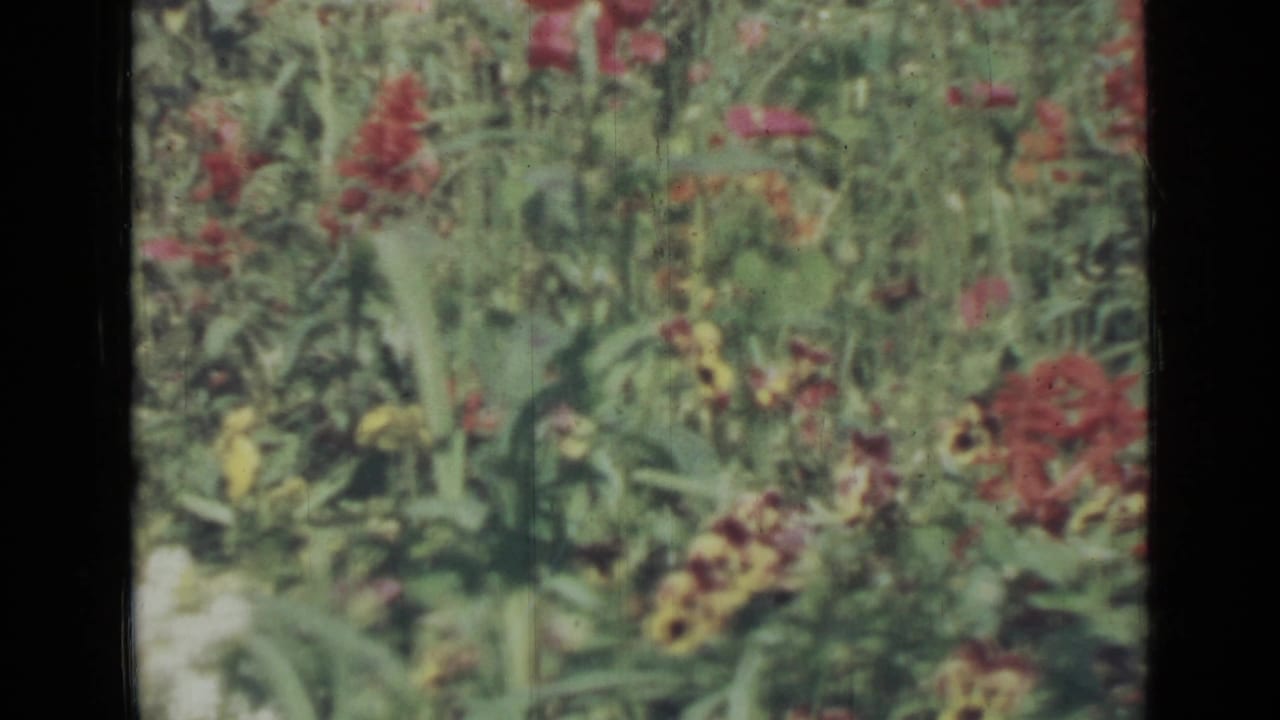 Soft 8mm view of red and yellow flowers in a green garden bed.