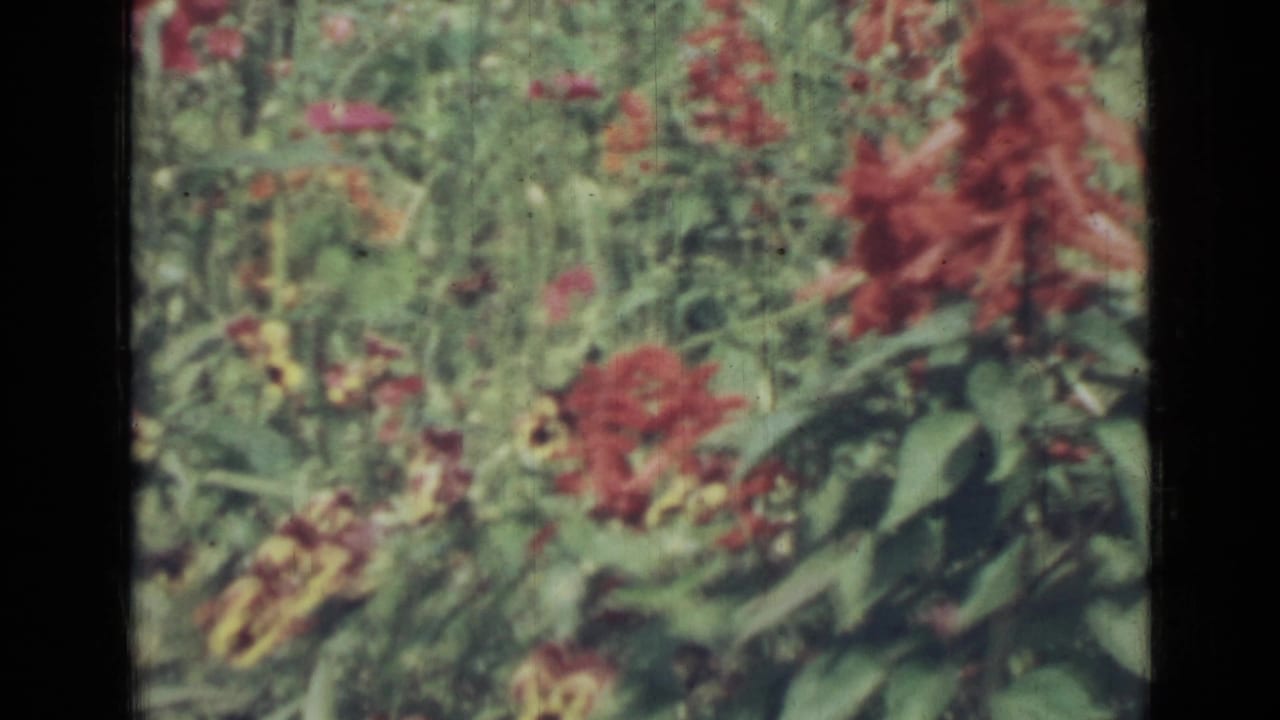 Garden bed with red flowers, yellow pansies, and leafy green plants.