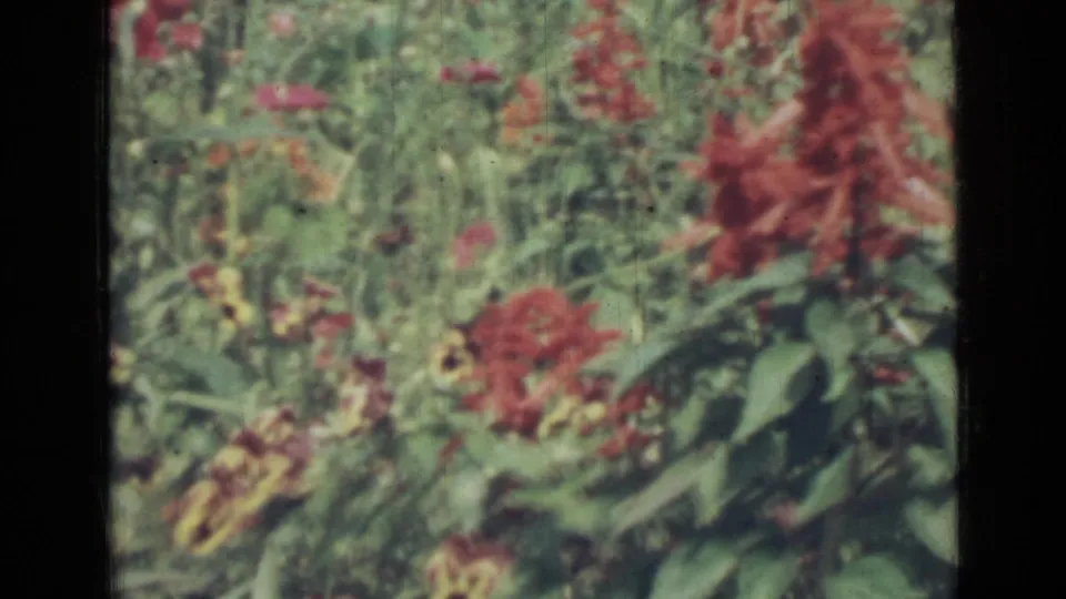Close 8mm garden view from Saint Petersburg, Russia, with red blooms and yellow pansies against dense foliage.