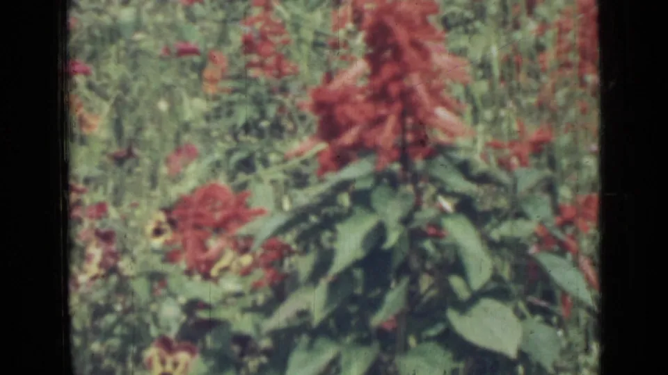 1967 8mm frame with a prominent red flower spike, lower red blooms, and leafy garden plants in soft focus.