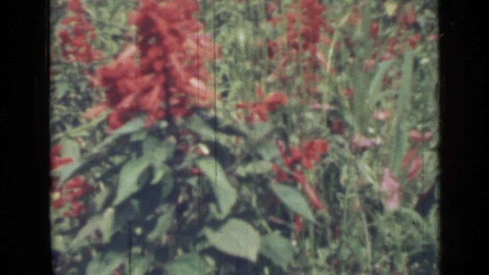 Saint Petersburg 1967 home-movie frame showing red garden flowers, yellow accents, and dense green foliage.