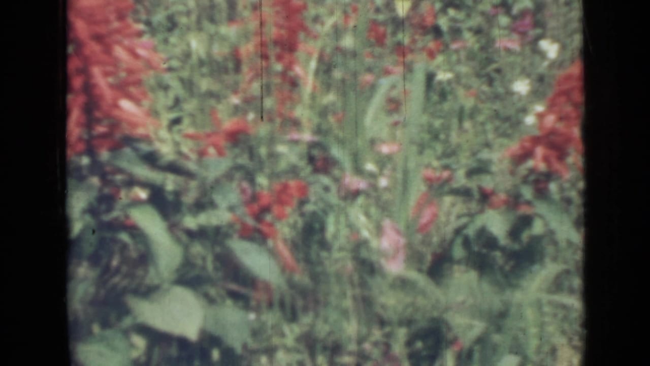 Soft red flowers and green weeds filling a close garden view.
