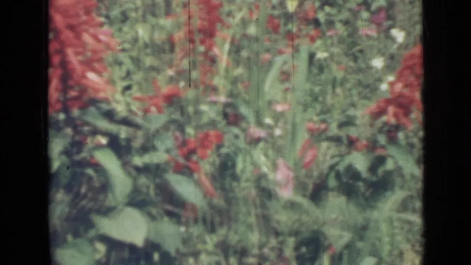 1967 Saint Petersburg 8mm frame showing red wildflowers and dense green weeds in soft focus.
