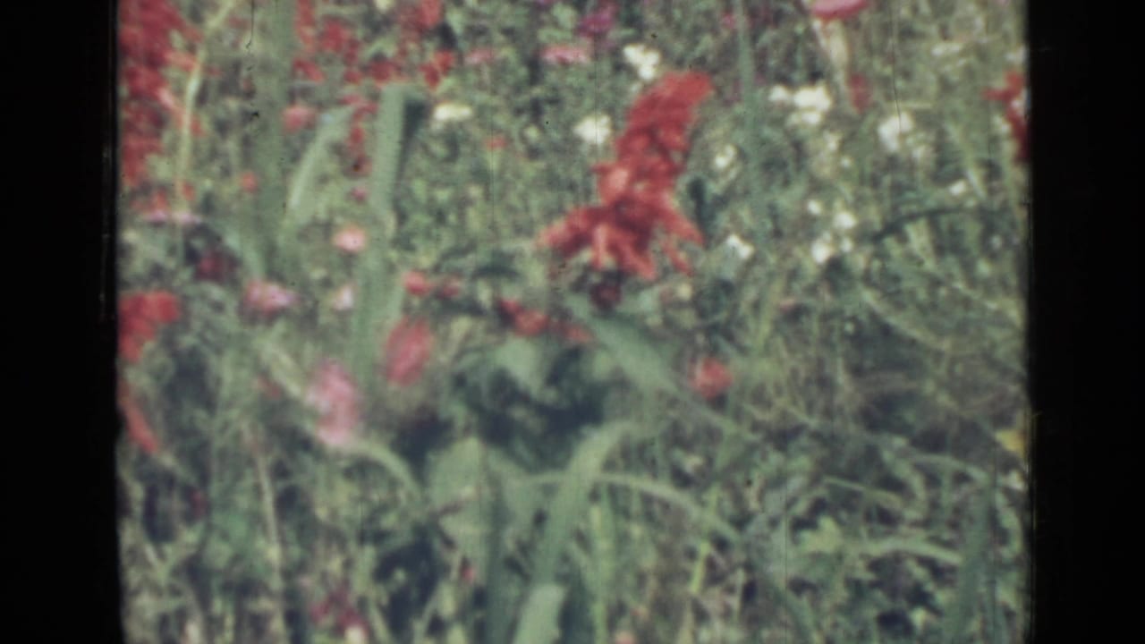 1967 Saint Petersburg 8mm frame with red flowers, small pale blossoms, and thick garden foliage.