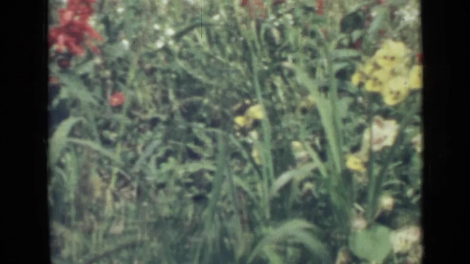 1967 Saint Petersburg 8mm frame showing yellow blossoms below red flowers and surrounding weeds.