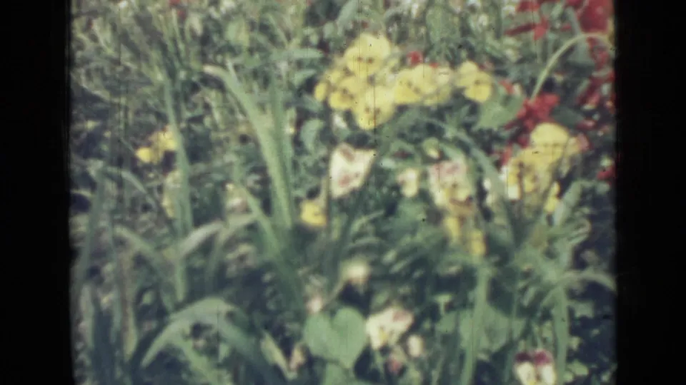 1967 Saint Petersburg 8mm frame with yellow flowers, red blossoms, and layered green vegetation.