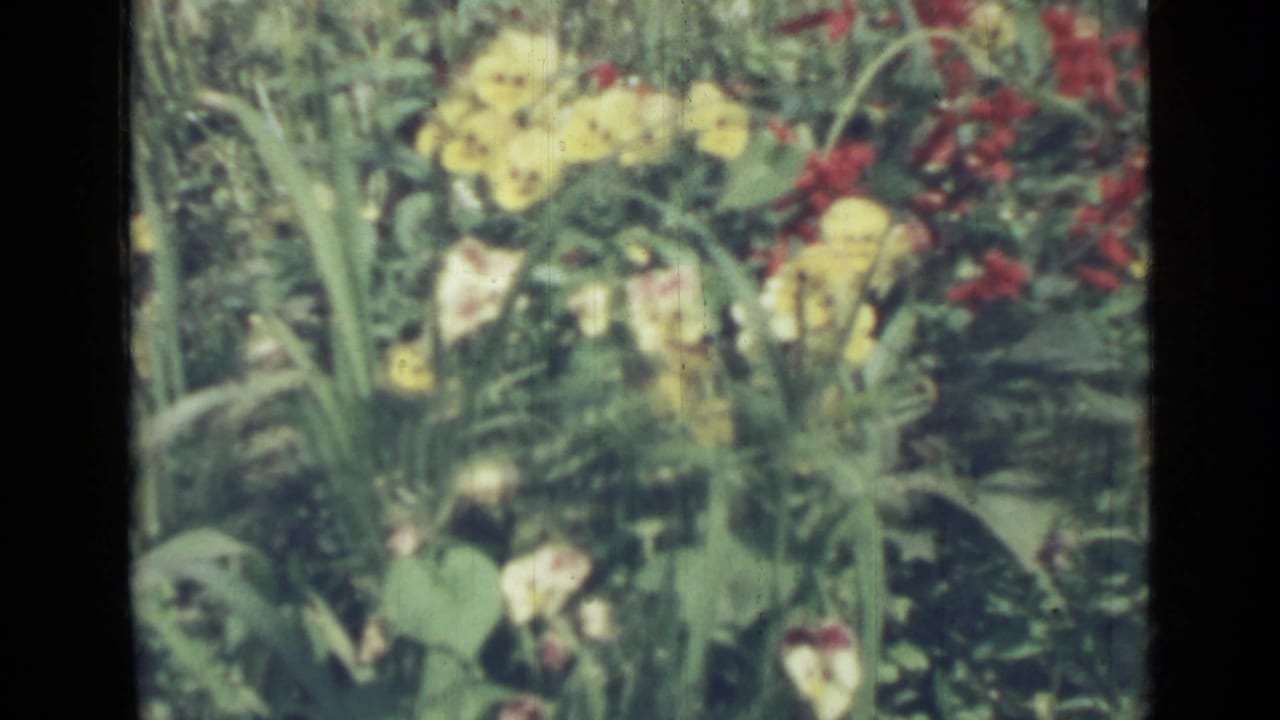 Soft 8mm view of yellow pansies and red flowers among green garden foliage.