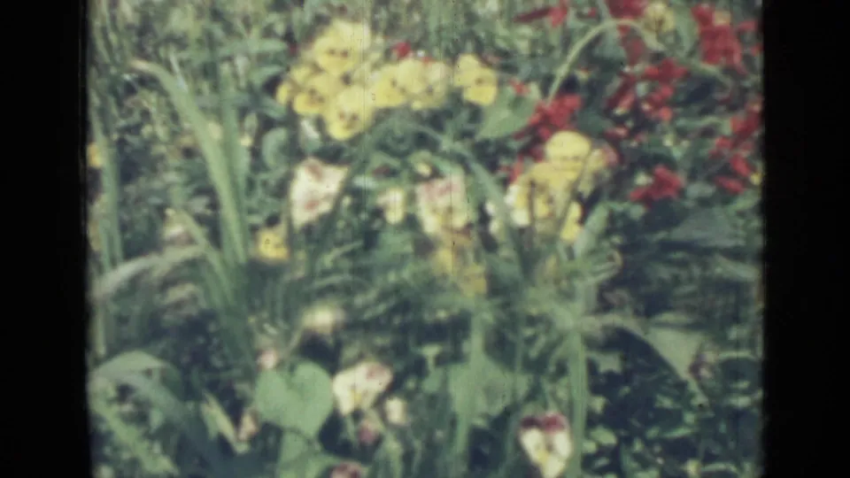 1967 Saint Petersburg 8mm frame showing yellow pansies, red blossoms, and dense green stems in a sunlit garden bed.