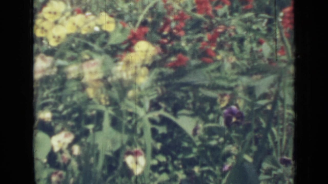 1967 Saint Petersburg garden view with yellow pansies, red blossoms, a small purple flower, and layered green foliage on 8mm film.