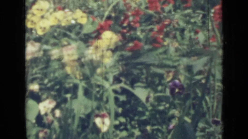 1967 Saint Petersburg garden view with yellow pansies, red blossoms, a small purple flower, and layered green foliage on 8mm film.