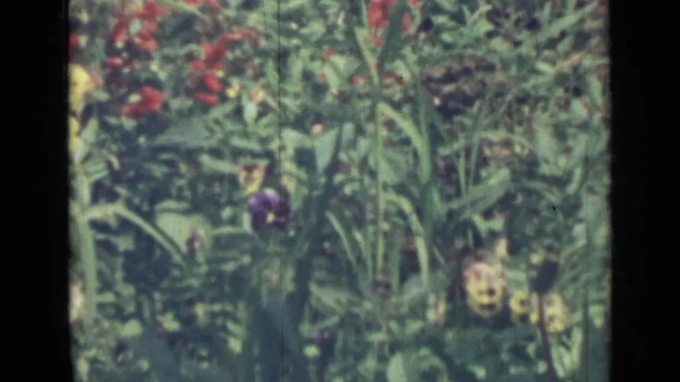 Handheld 1967 Saint Petersburg 8mm frame of mixed garden flowers, including red blossoms, yellow blooms, and a purple flower among stems.
