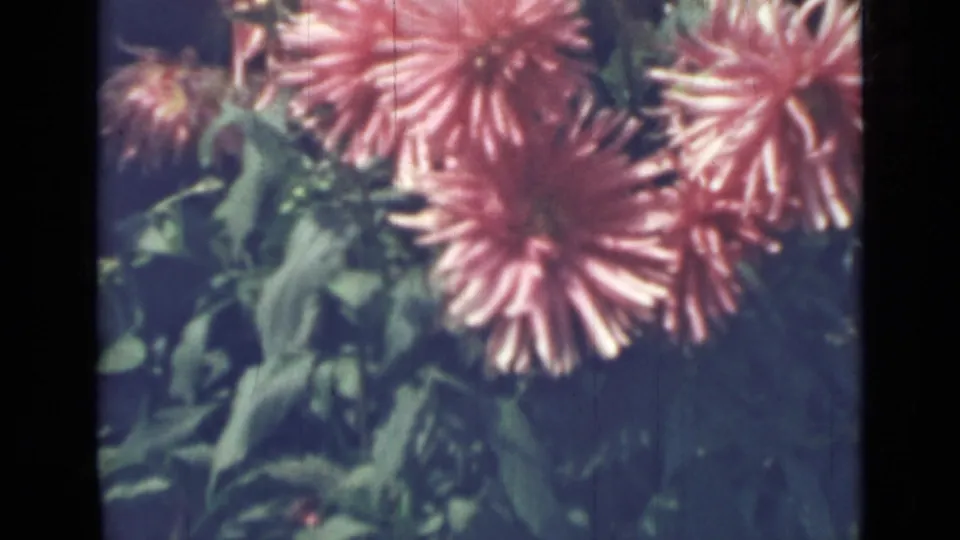 Close 1967 Saint Petersburg 8mm view of pink chrysanthemum-like blooms against dark green leaves, with soft focus and visible film texture.