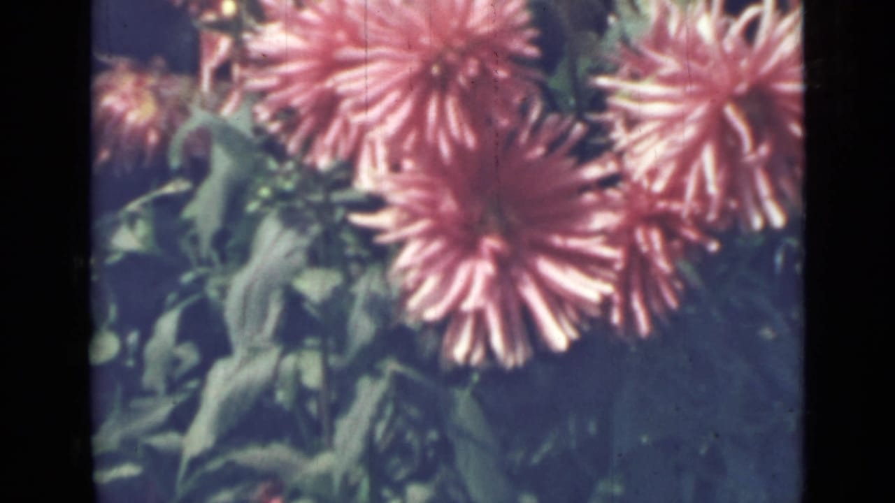 Large pink bushy flowers against green foliage with dark 8mm frame edges.