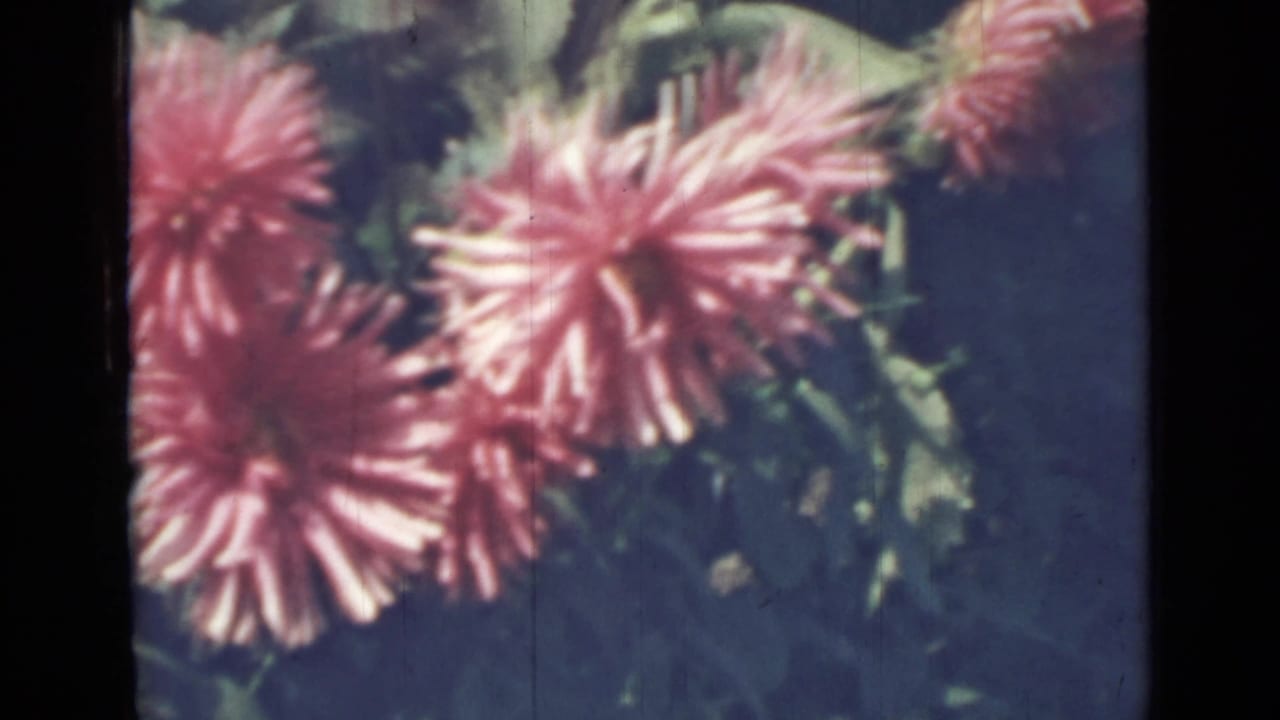 Cluster of pink flowers and green leaves seen through dark film borders.