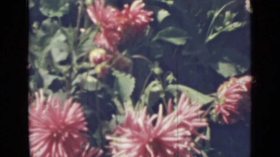 1967 8mm garden close-up with pink blooms, unopened buds, and dense green foliage in a home-movie view.