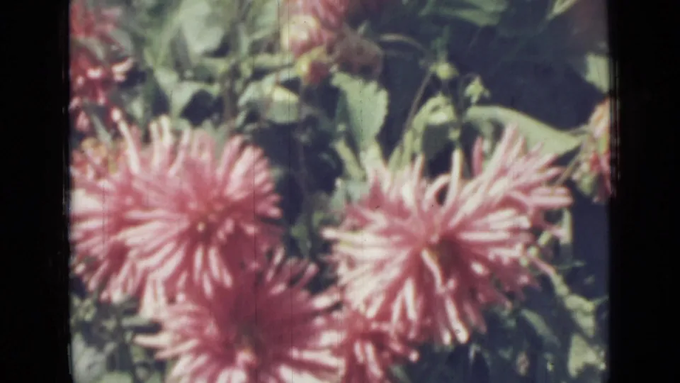 Final 8mm frame showing large pink bushy flowers in a leafy garden, with visible film grain and soft color.