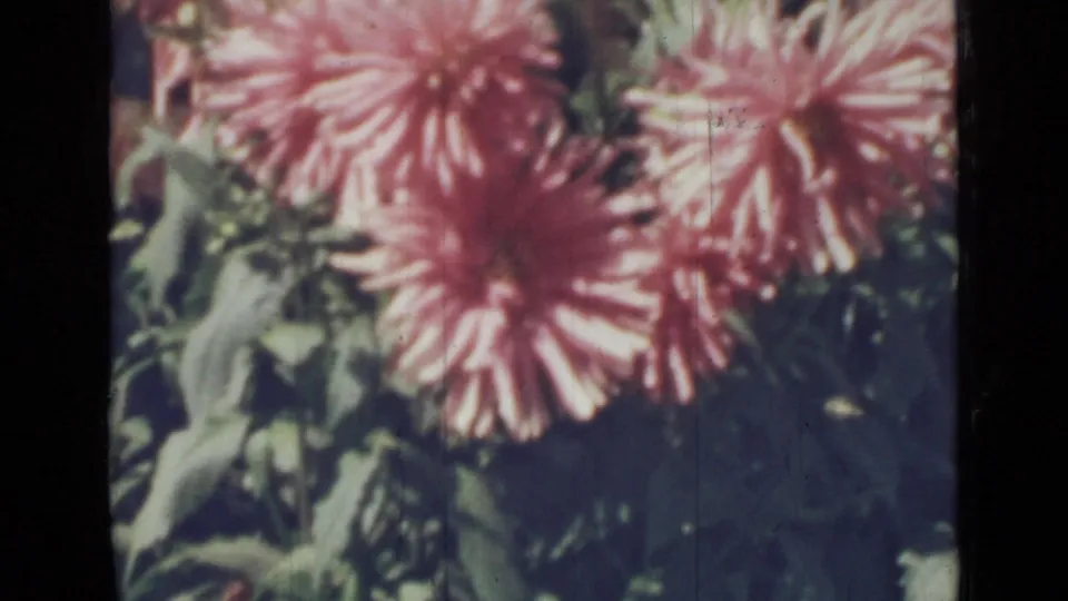 Close 1967 Saint Petersburg 8mm view of pink-orange dahlia-like flowers among garden foliage, with soft focus and dark film borders.