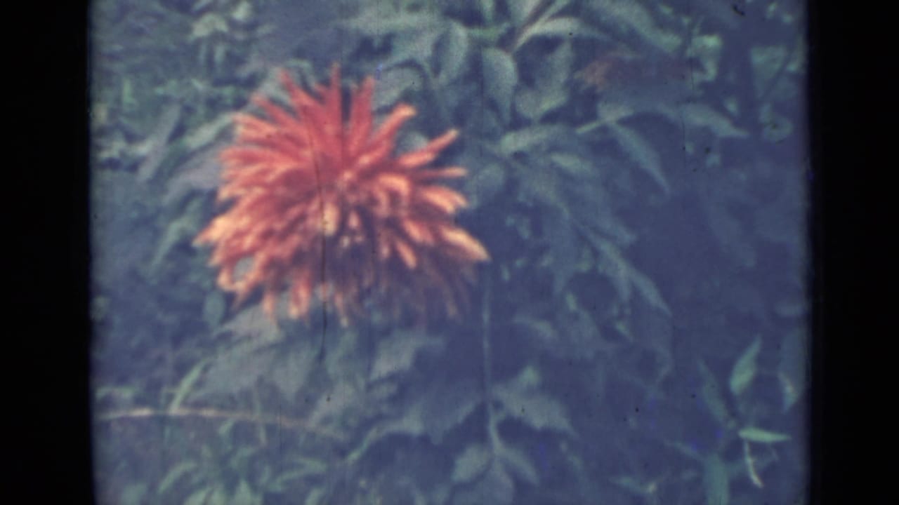 A single orange dahlia-like bloom appears among leafy garden plants in this 1967 Saint Petersburg 8mm home-movie frame.
