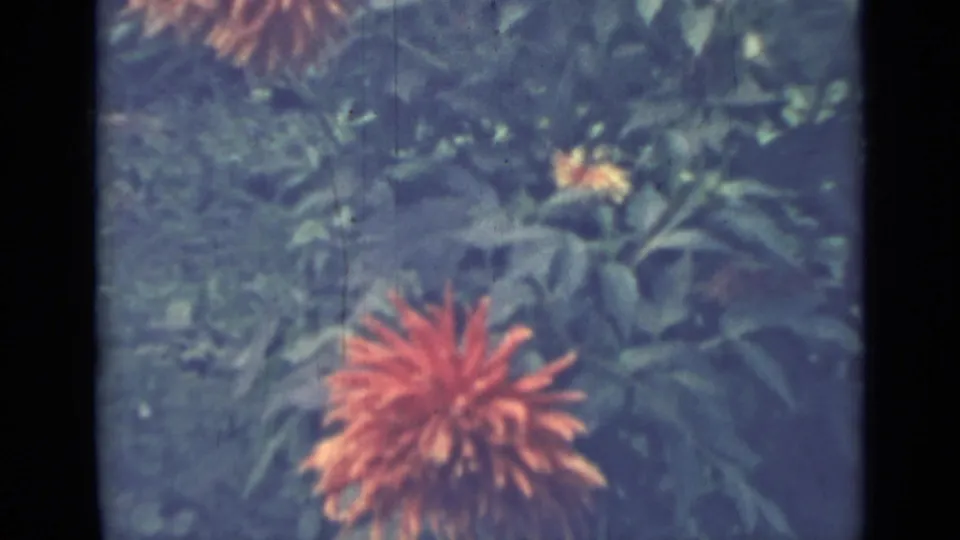 An orange dahlia-like flower sits low in the frame with a smaller yellow bloom nearby, surrounded by soft green garden leaves.