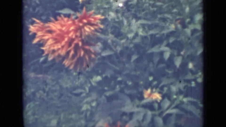 Close garden view from 1967 Saint Petersburg showing an orange dahlia-like blossom, a smaller yellow flower, and dense leafy plants.
