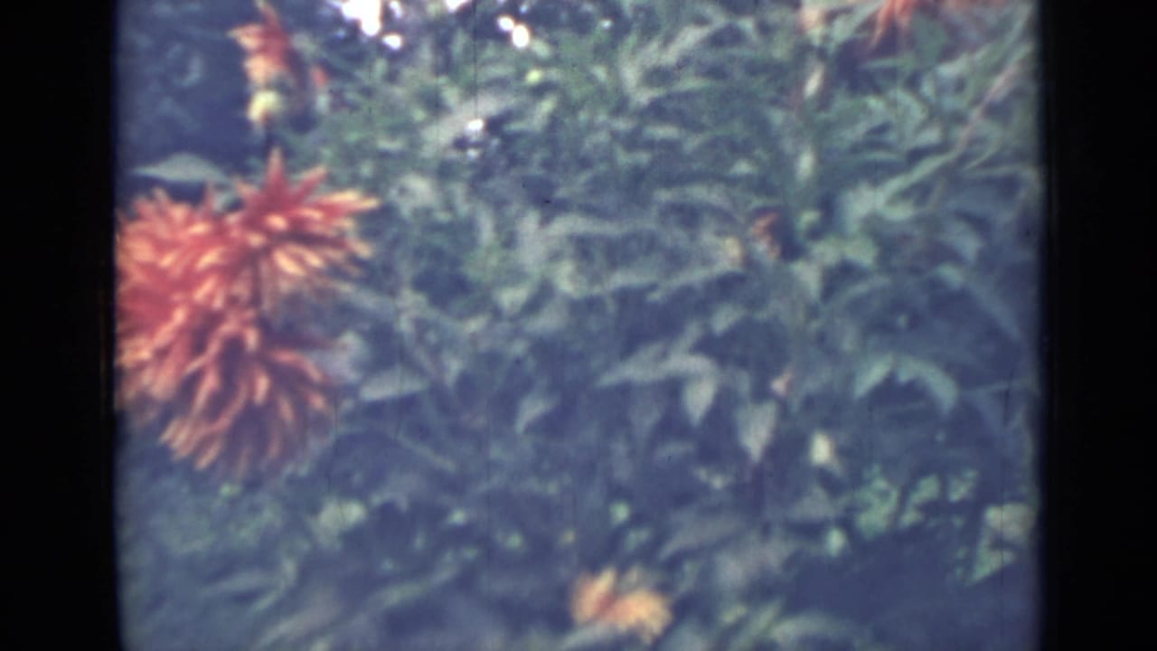 Red-orange dahlia blooms among dense green garden leaves.