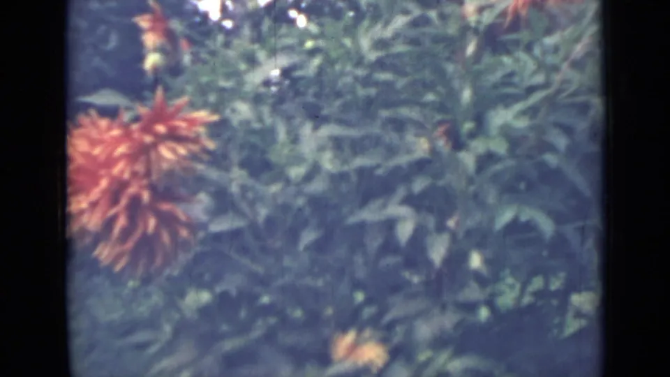 1967 8mm home-movie frame from Saint Petersburg showing red-orange dahlias and leafy garden foliage in soft focus.