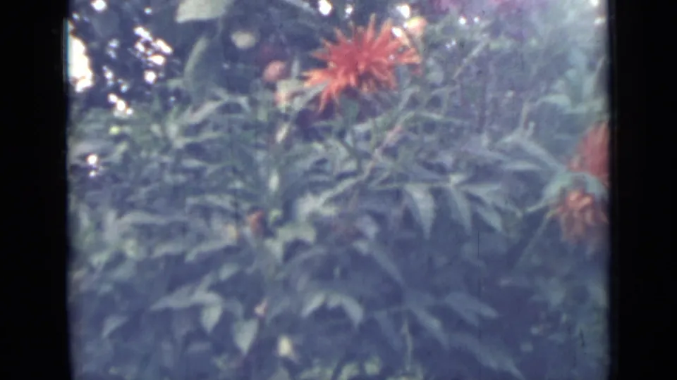 Soft 8mm frame of a red dahlia and surrounding leaves, supported by metadata as Saint Petersburg garden footage from 1967.