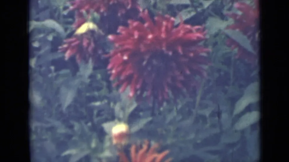 Close garden view of a red dahlia, pale buds, and green leaves in 1967 8mm home-movie footage from Saint Petersburg.