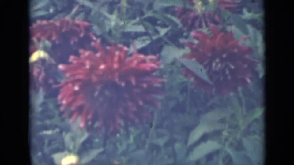 1967 Saint Petersburg garden frame showing red dahlias, buds, and green foliage with visible 8mm grain and handheld softness.