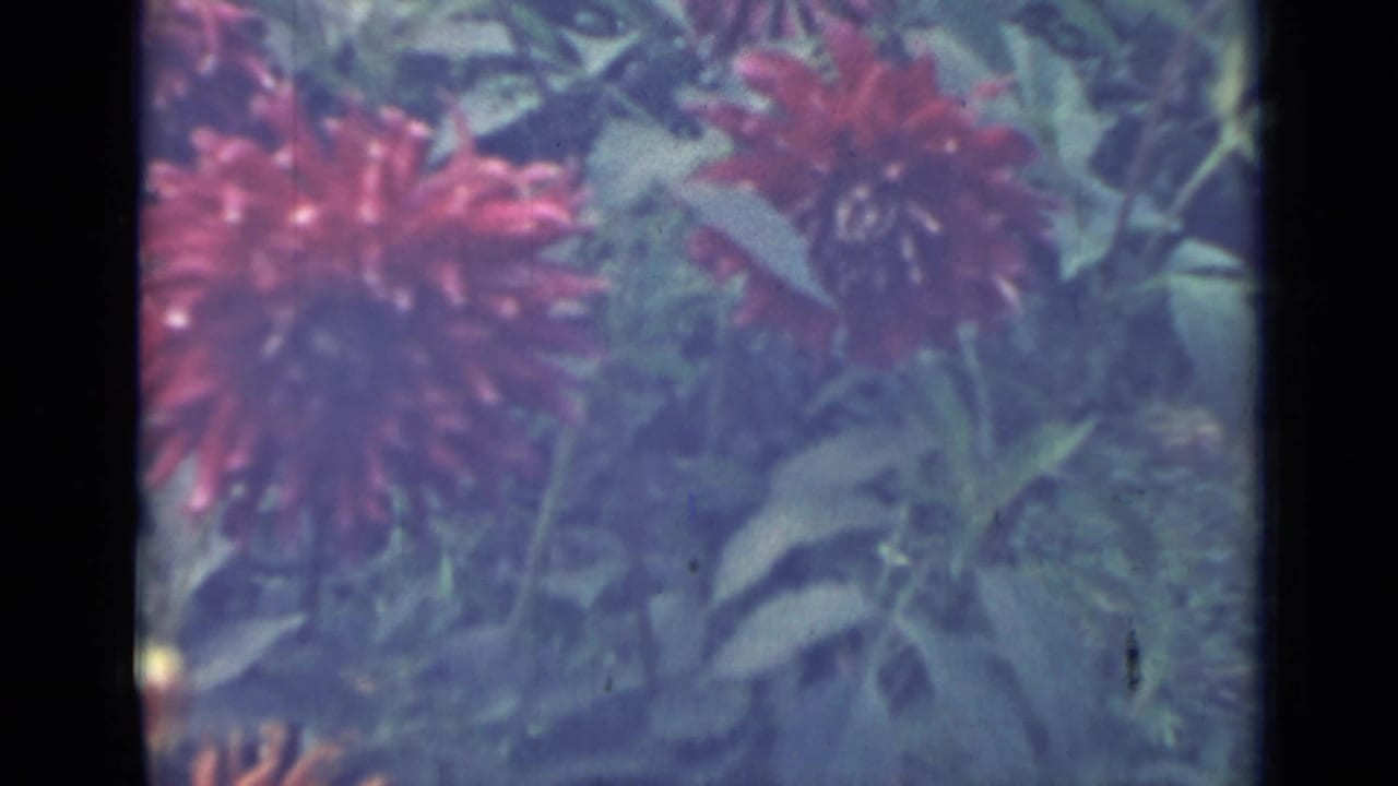 1967 8mm home-movie frame from Saint Petersburg showing red-orange garden blooms amid soft green foliage and visible film borders.