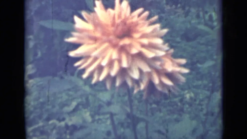 1967 Saint Petersburg 8mm frame showing a pale orange spiky garden flower surrounded by green foliage and soft film grain.
