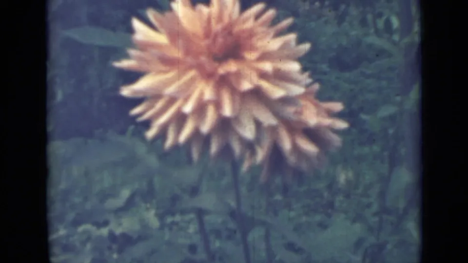 1967 8mm garden frame from Saint Petersburg with a pale orange layered flower in front of blurred green foliage.
