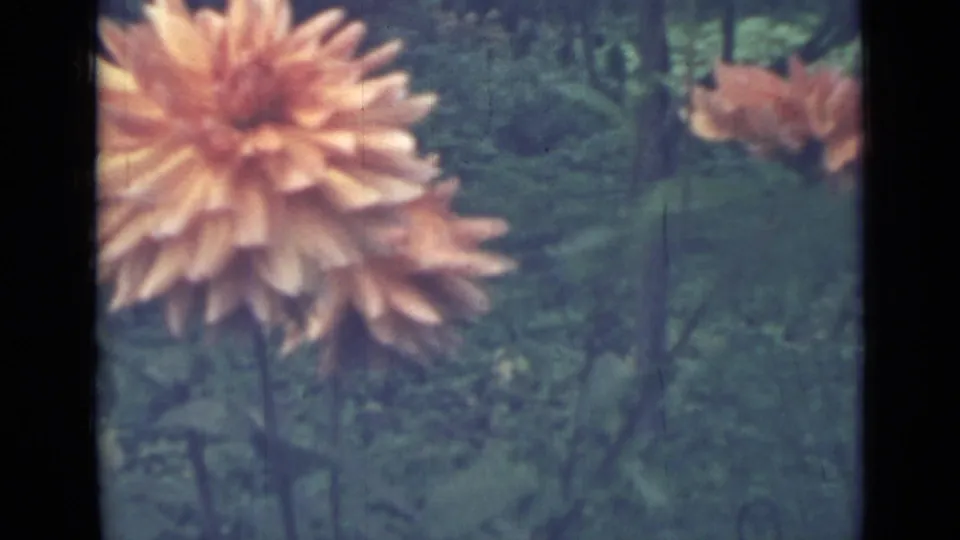 1967 Saint Petersburg 8mm frame showing an orange garden flower and a partial bloom at the edge amid dense green foliage.