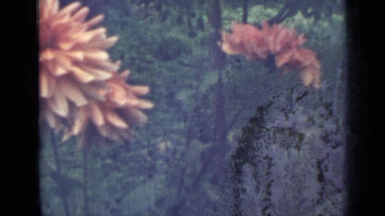 Orange-pink dahlias and green foliage seen in soft-focus 8mm garden footage.