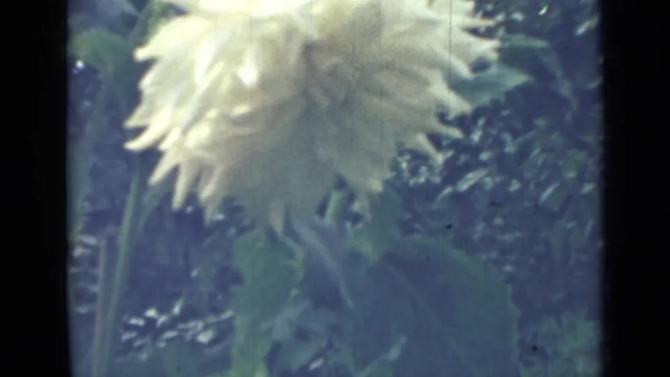 1967 Saint Petersburg 8mm frame with a pale white dahlia filling the upper right against shaded garden foliage.