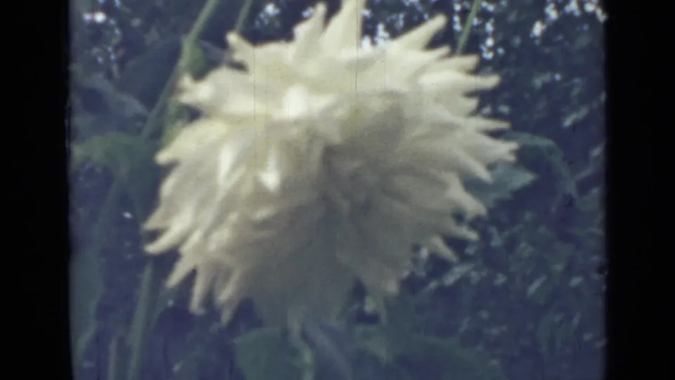 1967 Saint Petersburg 8mm frame showing a white dahlia close to the camera with soft foliage in the background.