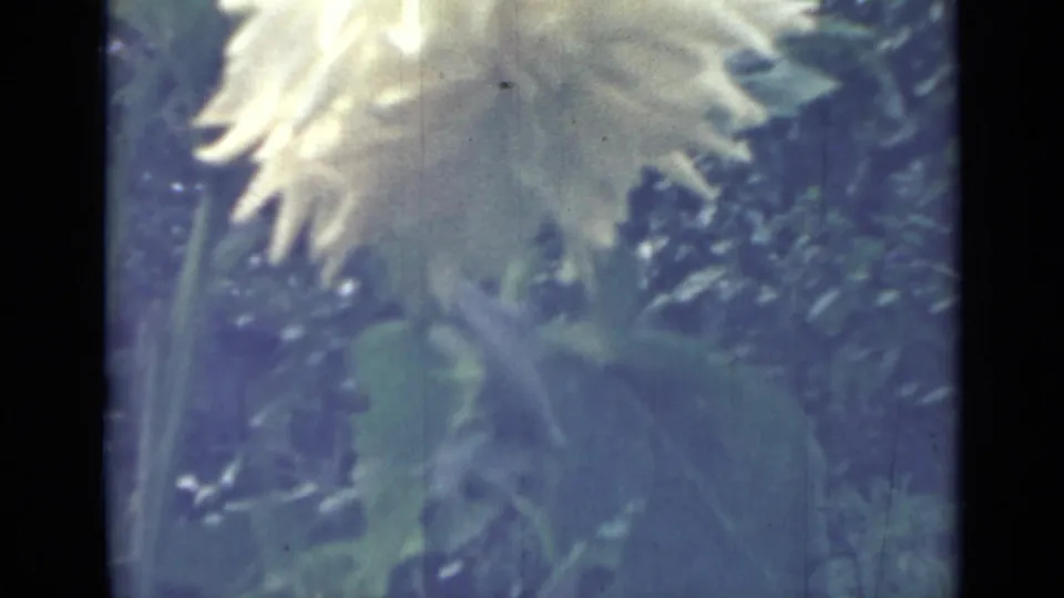 1967 Saint Petersburg 8mm frame with a white dahlia, broad leaves, and blue-green color shift from aged film.