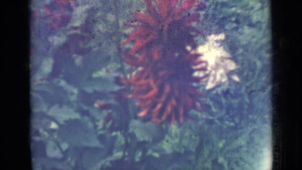 Red and white dahlias among green garden foliage in a soft 8mm frame.