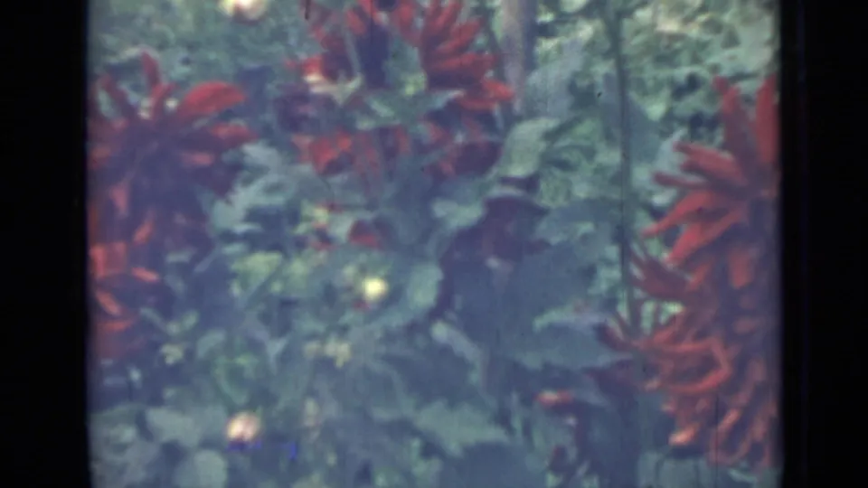 Close 8mm garden view from Saint Petersburg in 1967, showing red dahlias partly obscured by leaves and soft color shift.