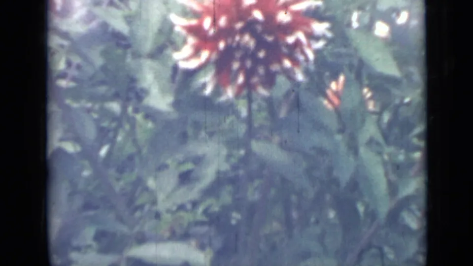 1967 Saint Petersburg 8mm frame with a red and white dahlia near the center, surrounded by green leaves and muted garden color.