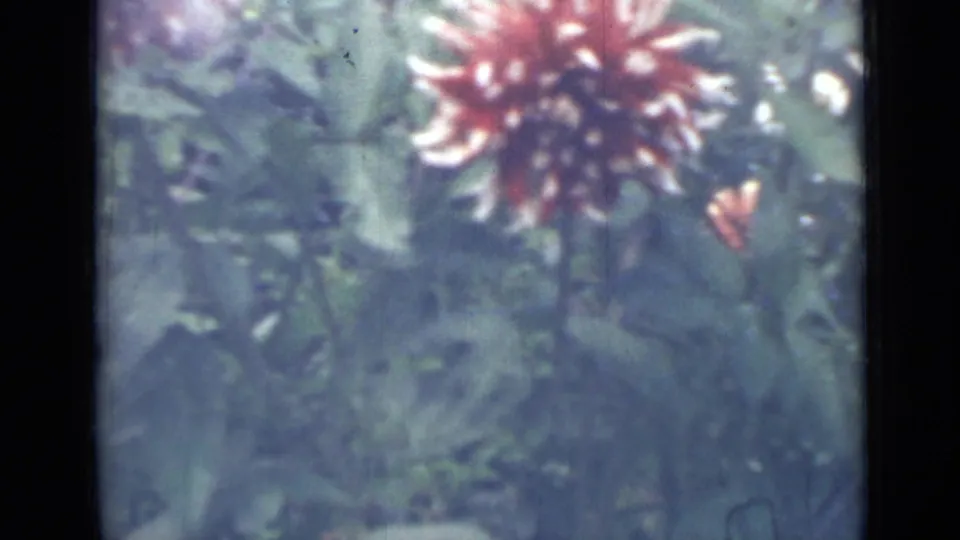 Soft 8mm close-up from the 1967 Saint Petersburg garden clip, centered on a red and white dahlia amid leafy plants.