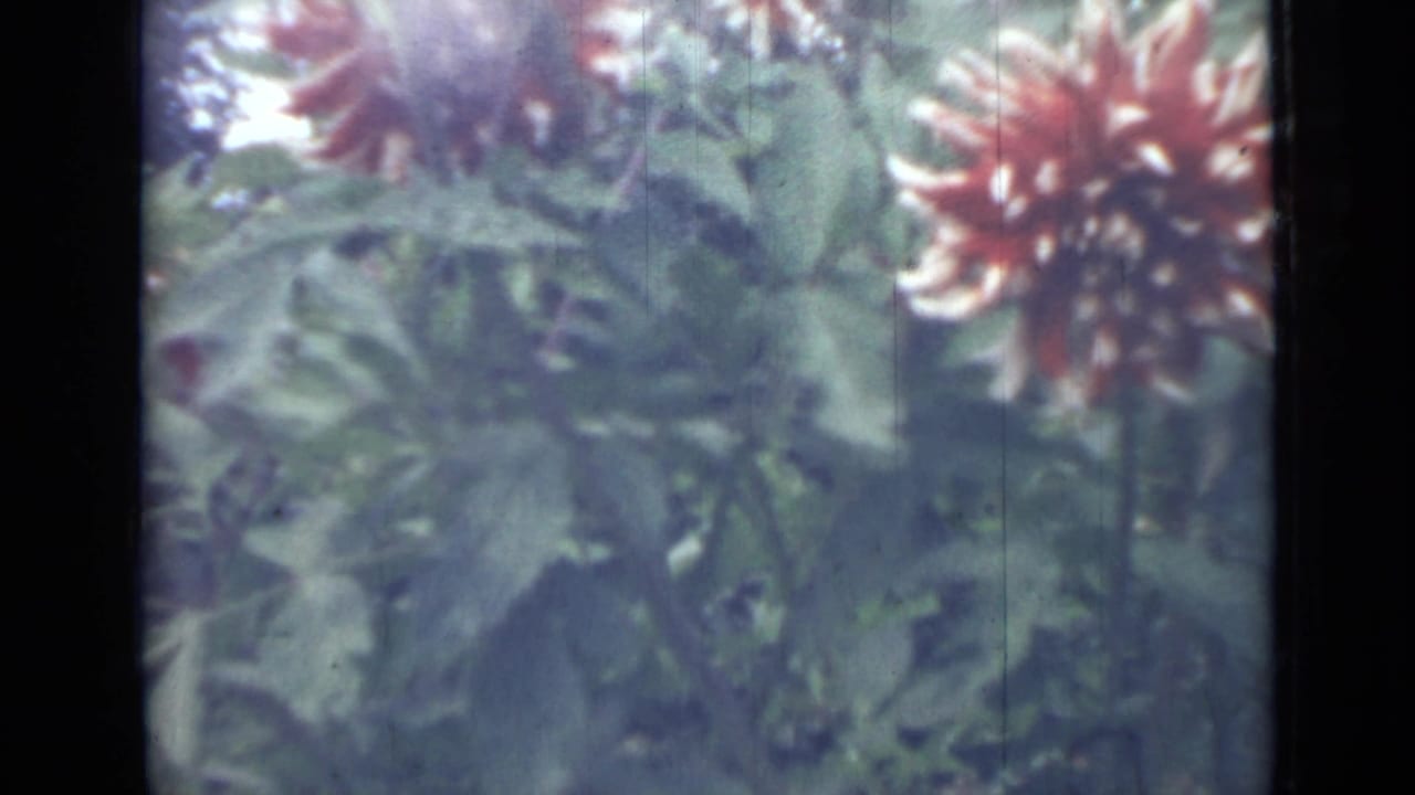 Close 1967 8mm view of a red dahlia with pale-tipped petals among green leaves in Saint Petersburg garden footage.