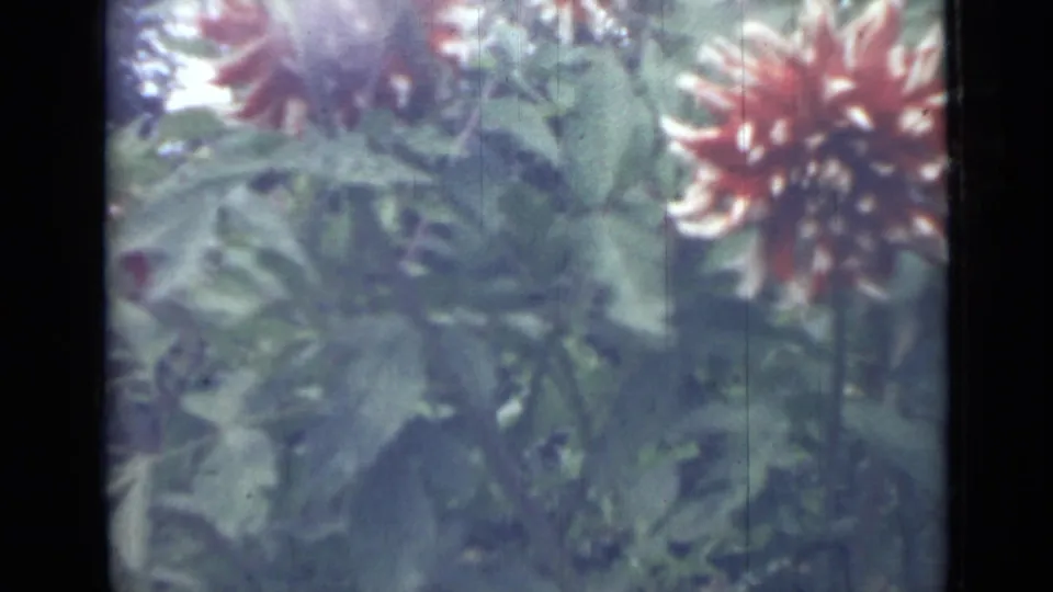 Close 1967 8mm view of a red dahlia with pale-tipped petals among green leaves in Saint Petersburg garden footage.