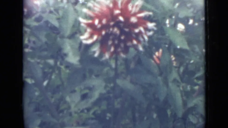 Soft 8mm frame of a red dahlia with pale petal tips set against green foliage, supported by 1967 Saint Petersburg metadata.