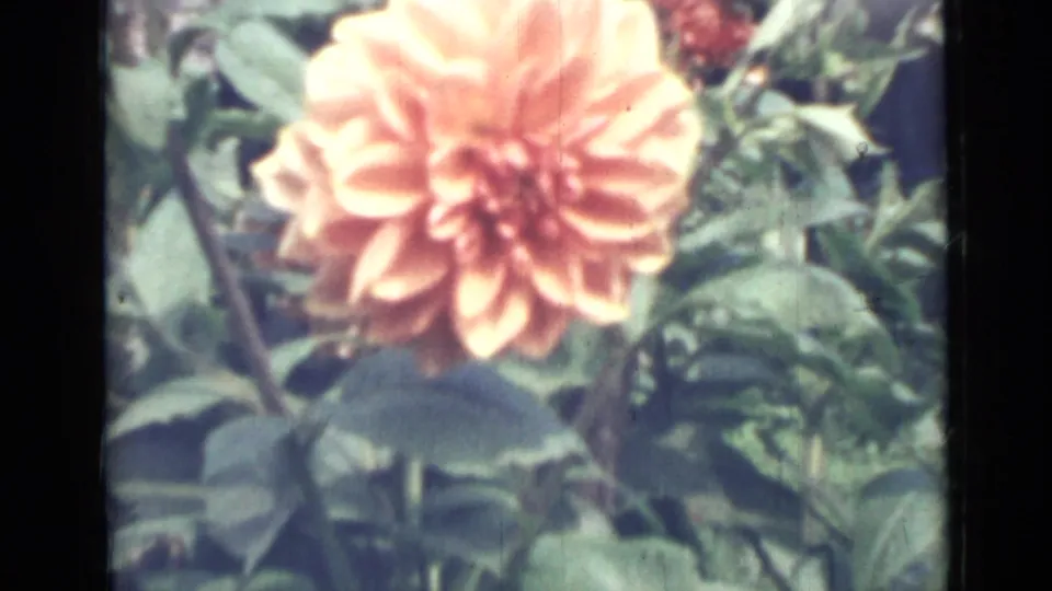 Large orange dahlia fills the lower garden frame in 1967 8mm footage from Saint Petersburg, with leaves and stems behind it.